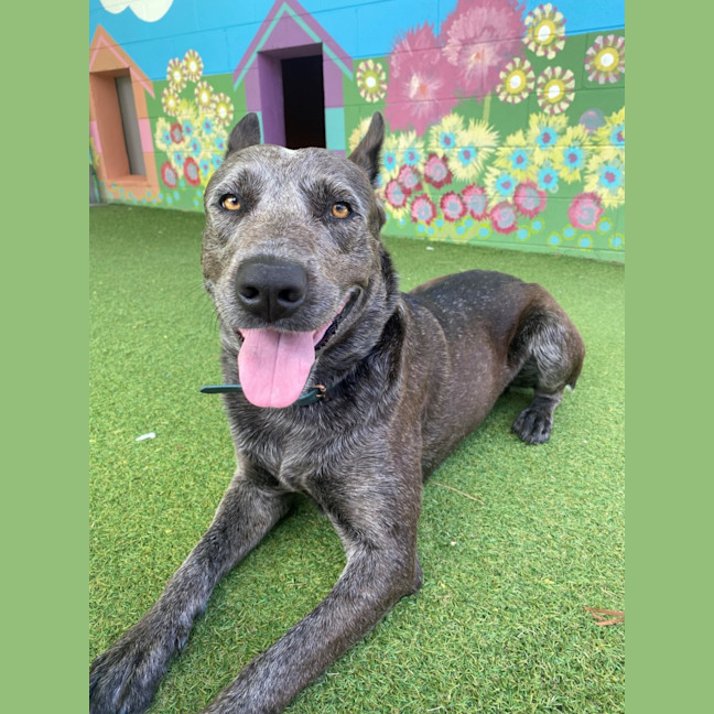 Photo of D1046 Diesel