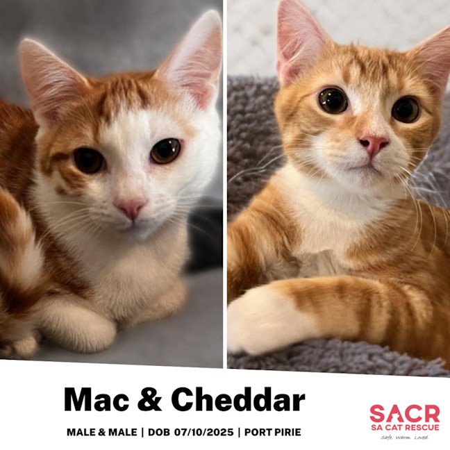 Photo of Mac & Cheddar