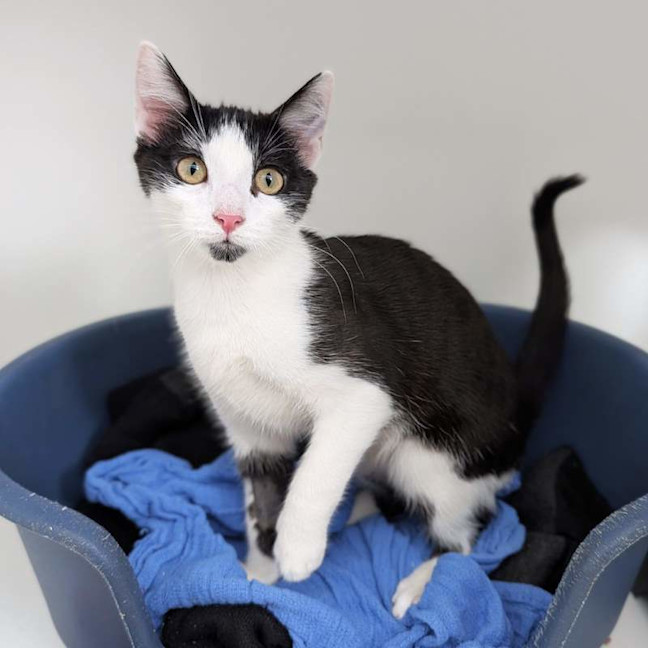 Photo of Otis