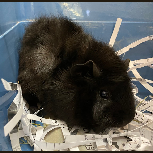 Photo of Midnight