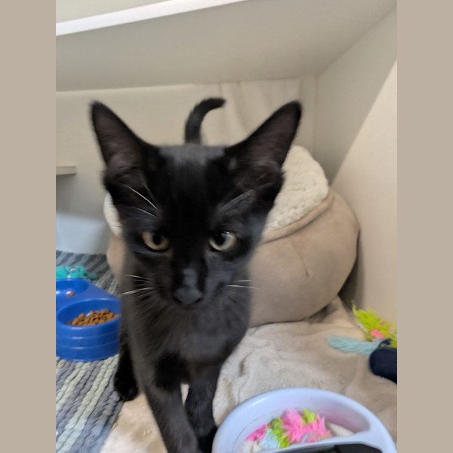 Photo of Alastor