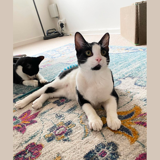 Photo of Boots