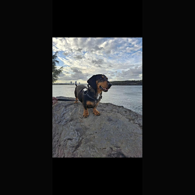 Photo of Baxter