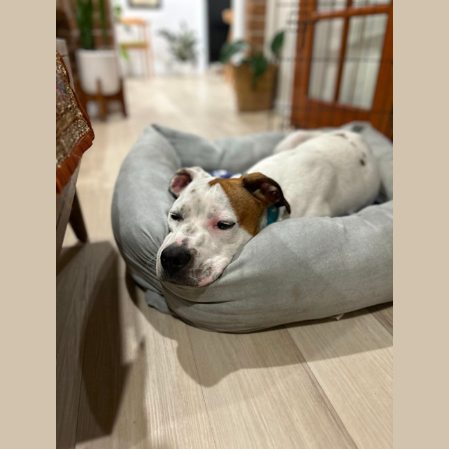 Photo of Smidge   18 Month Old Staffy X