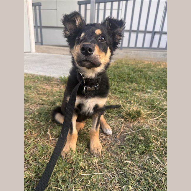 Photo of Pixie