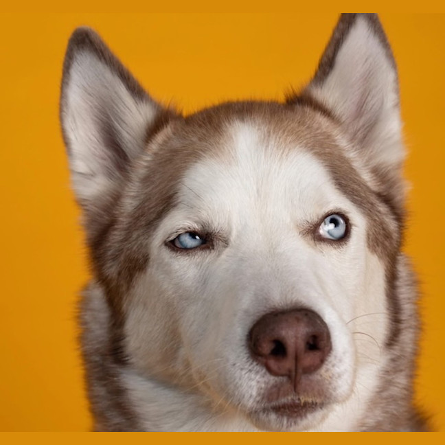 Photo of Milo