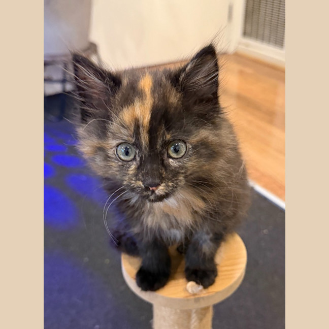 Photo of Muffin