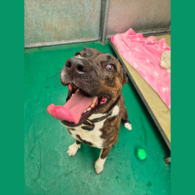 Photo of Twix (65689)