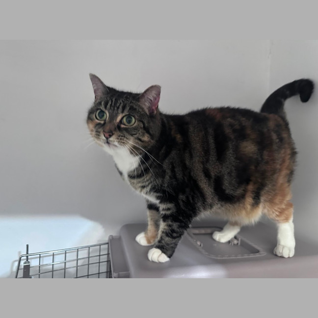 Photo of Muffin 