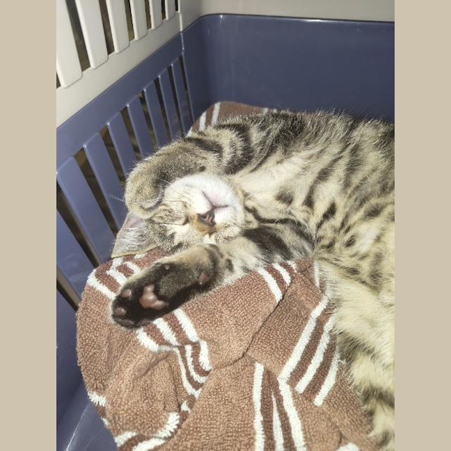 Photo of Brioche