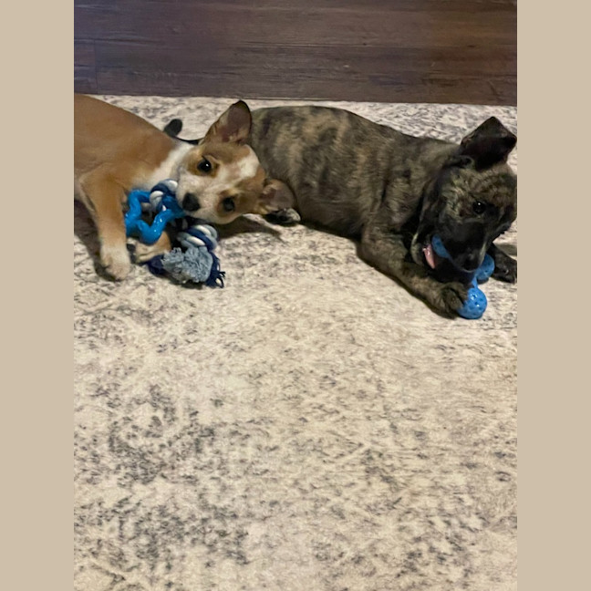 Photo of Diesel