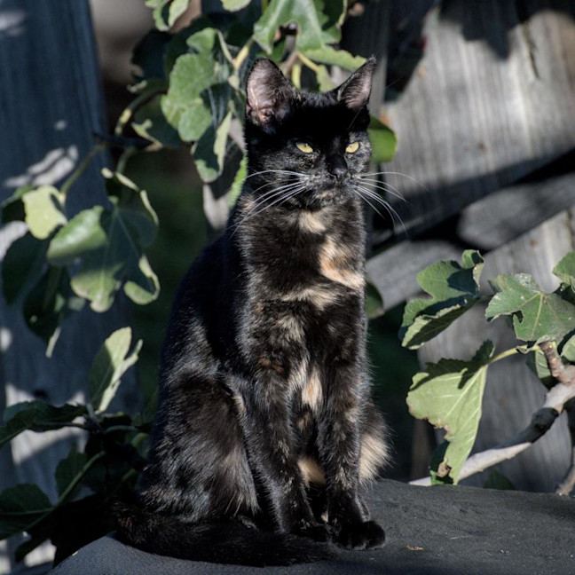 Photo of Freya