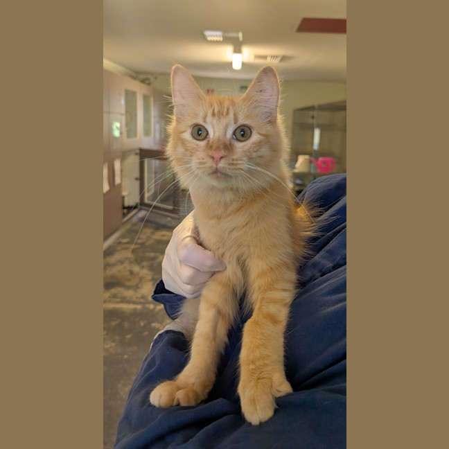 Photo of Carrot
