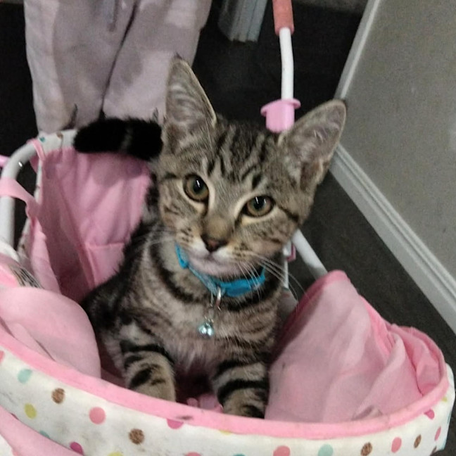 Photo of Ryder
