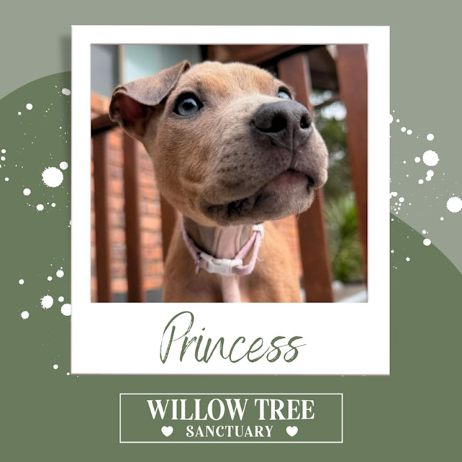 Photo of Princess