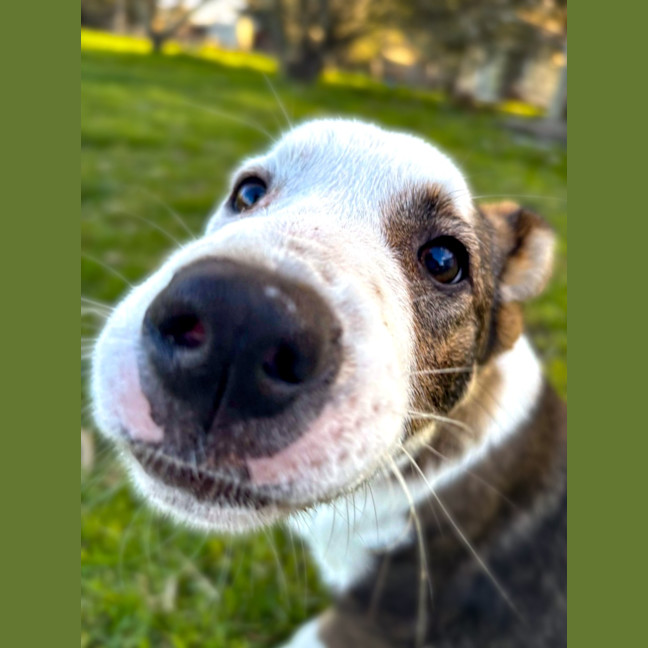 Photo of Honey