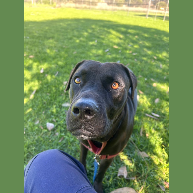 Photo of Onyx