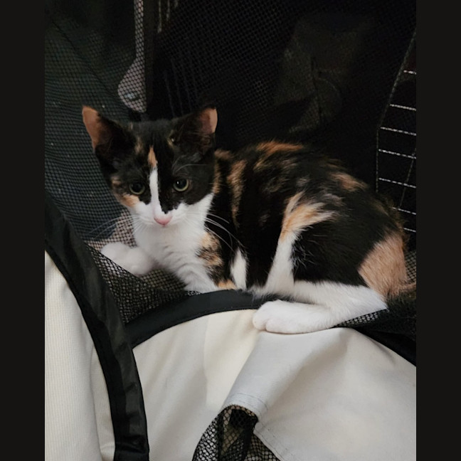 Photo of Nova