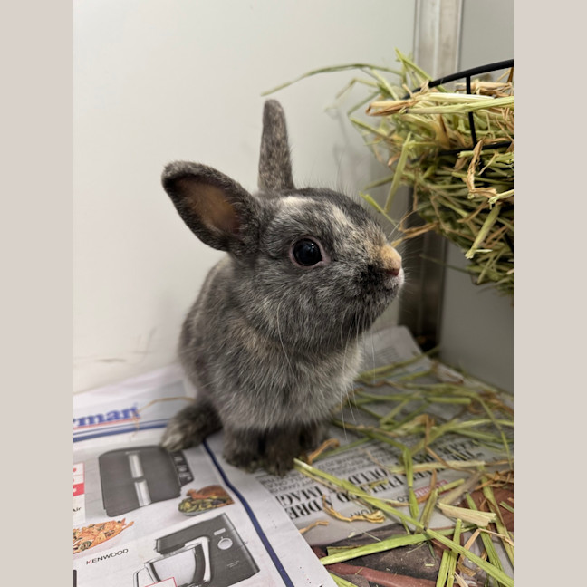 Photo of Waffle