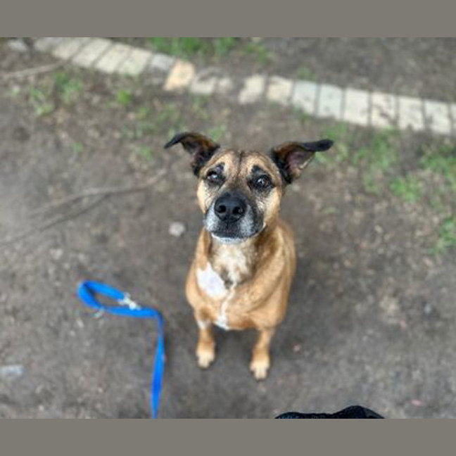 Photo of Buddy