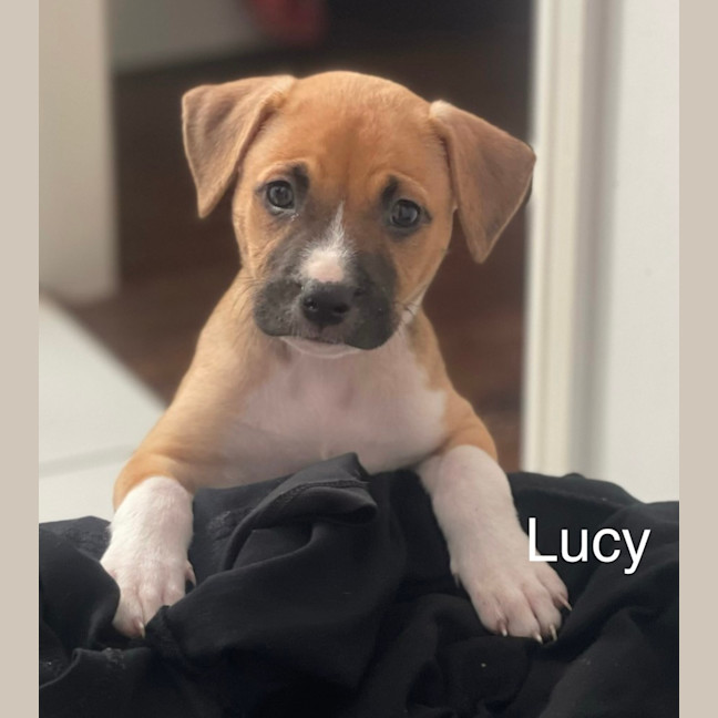 Photo of Lucy