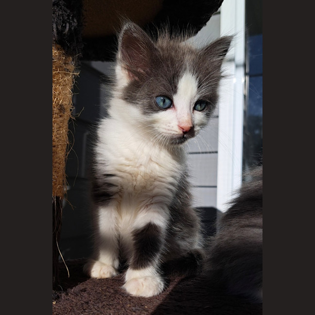 Photo of C1447 Silvester