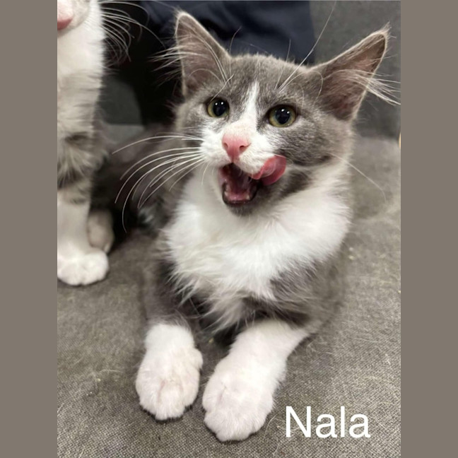 Photo of Nala