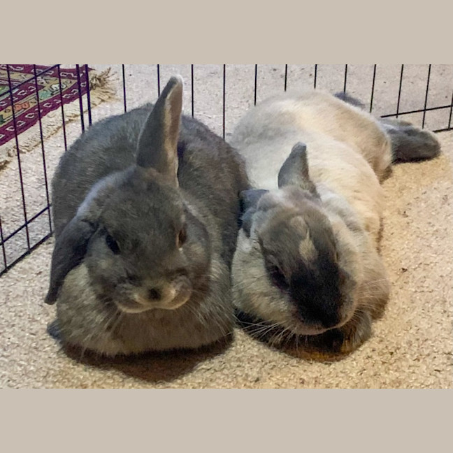Photo of Pebble And Rocky
