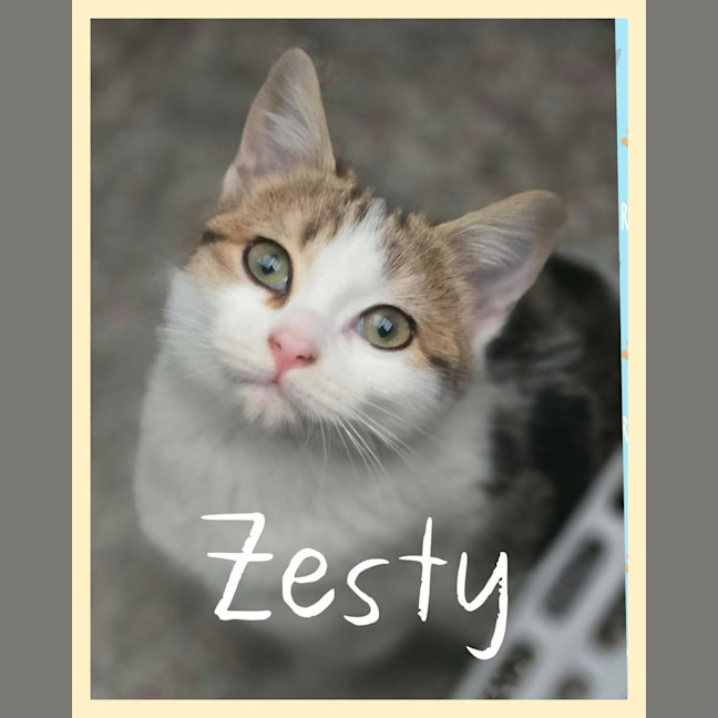 Photo of Zesty