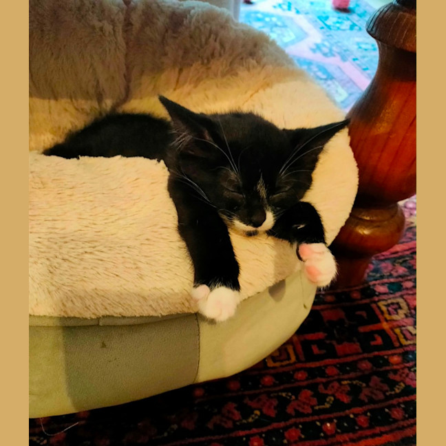 Photo of Oreo