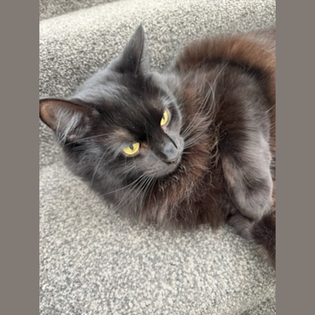 Photo of Viola