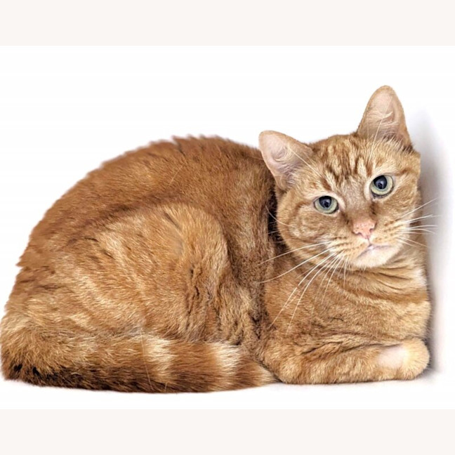 Photo of Rusty