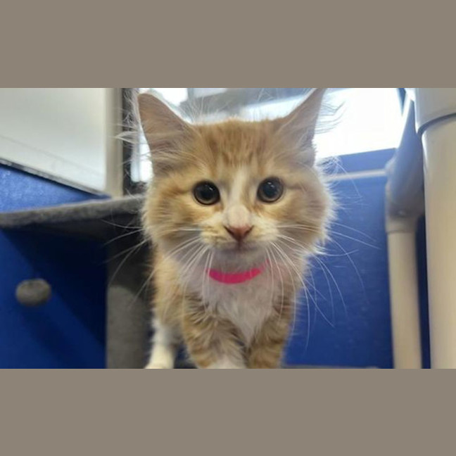Photo of Ginger