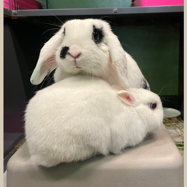 Photo of Beethoven (Bonded To Domino)