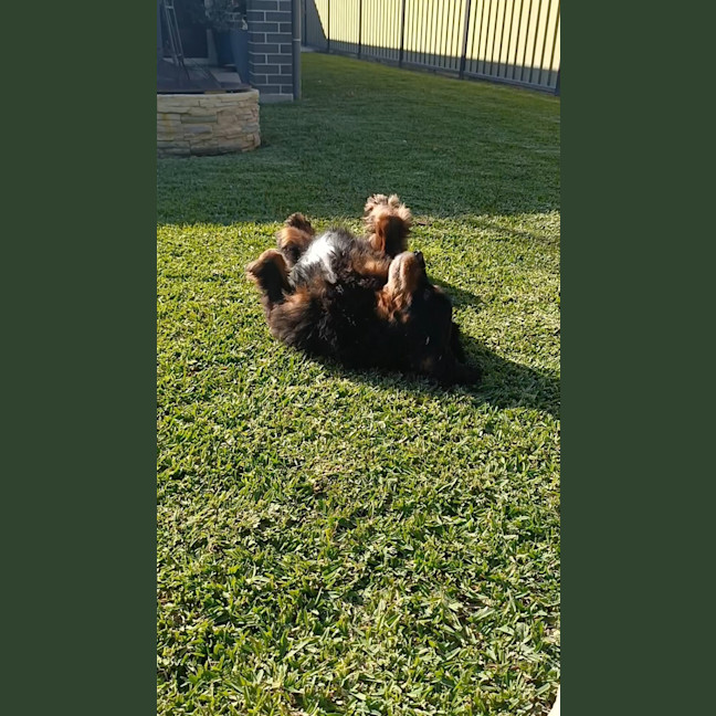 Photo of Maxi   5 Year Old Cavoodle