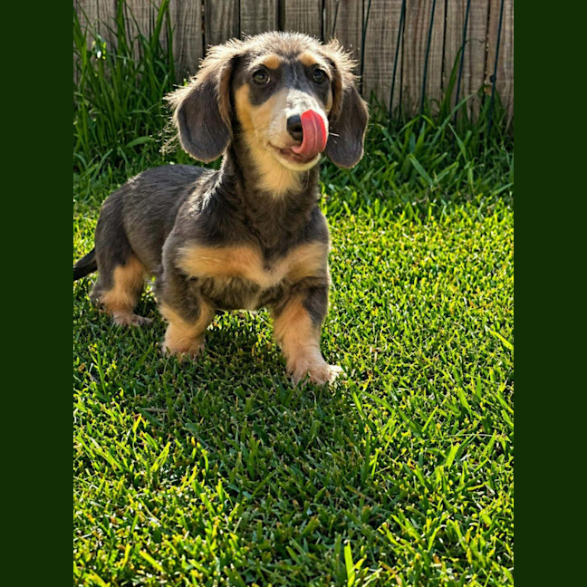Photo of Cooper
