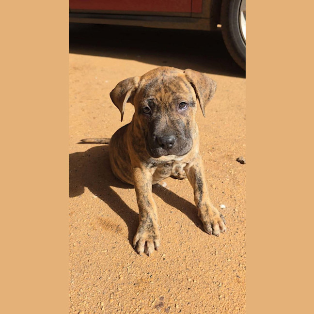 Photo of Rusty