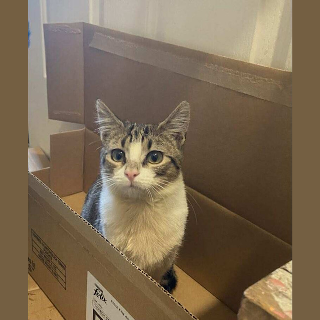 Photo of Pancake