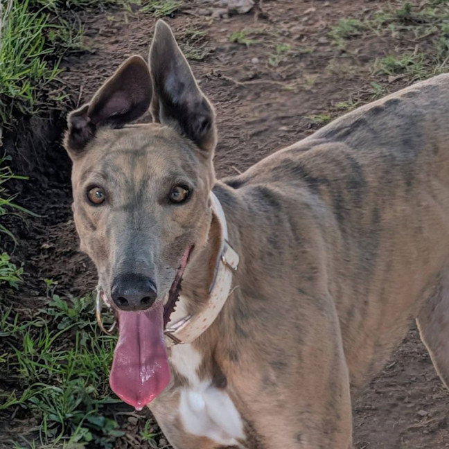 Photo of Sesame The Greyhound