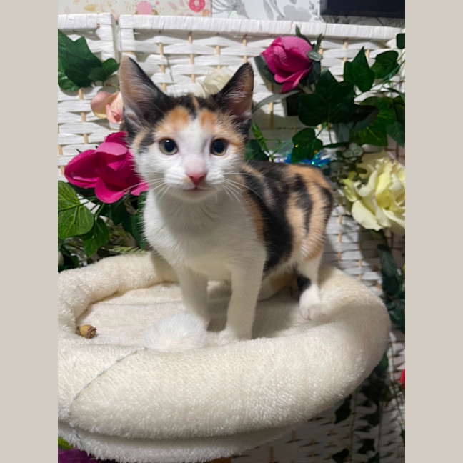 Photo of Constance Armstrong 