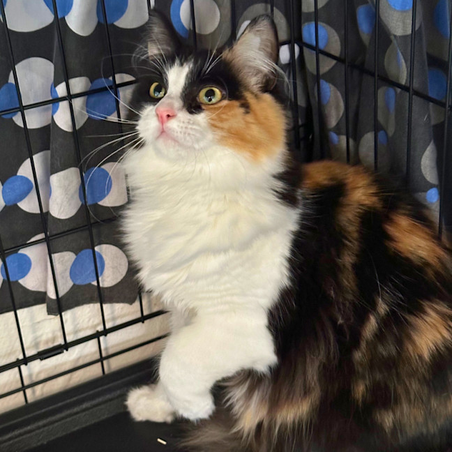Photo of Roxy