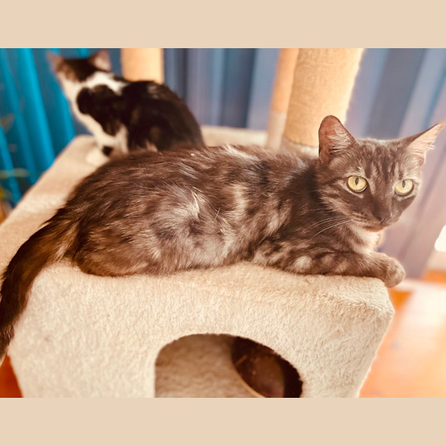 Photo of Nova