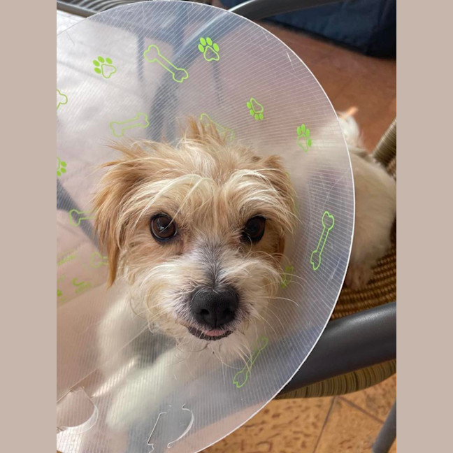 Photo of Muppet