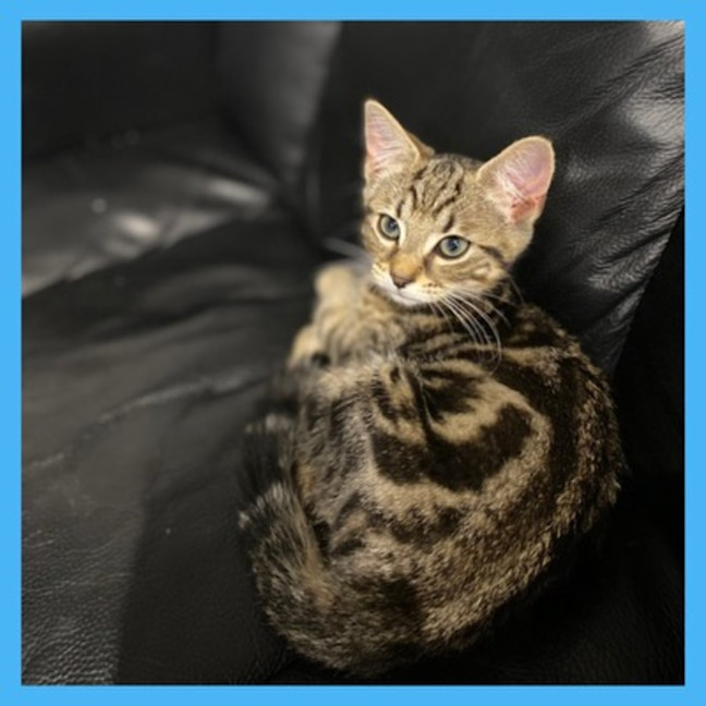 Photo of Bagel