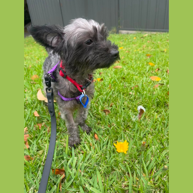 Photo of Lola   2.5 Year Old Australian Silky Terrier X