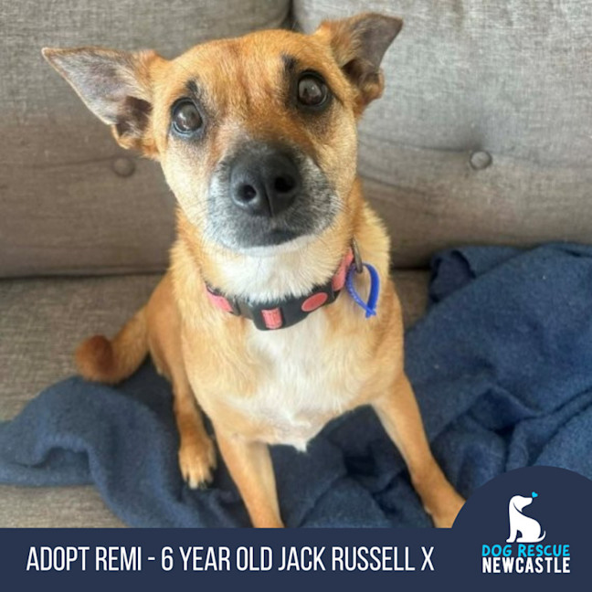 Photo of Remi   6 Year Old Jack Russell X, Girl