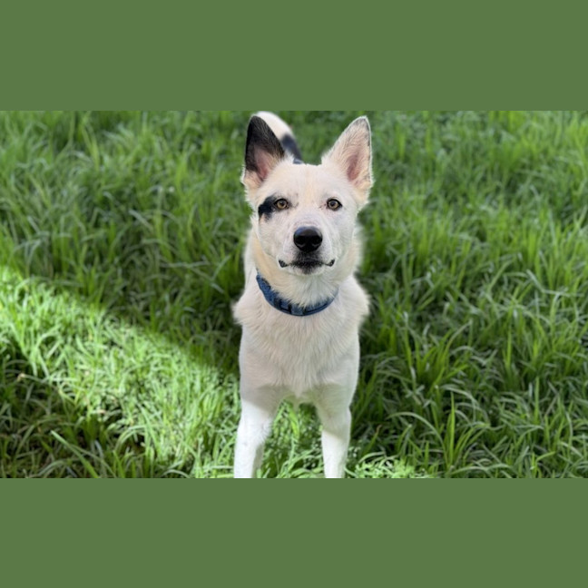 Photo of Polo