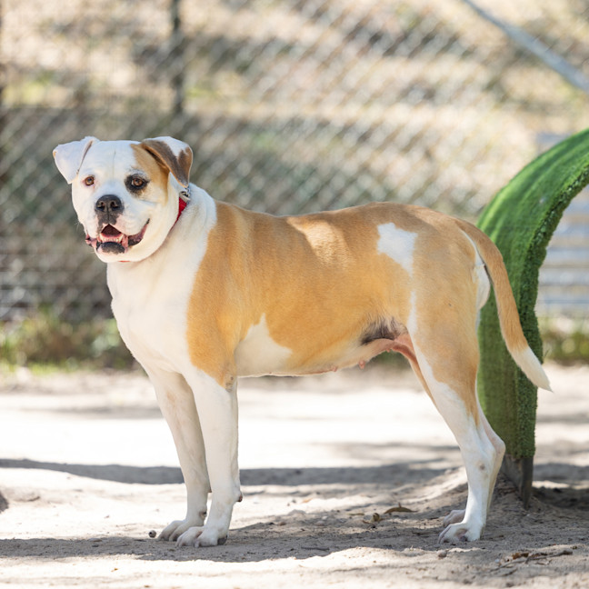 Photo of Peaches
