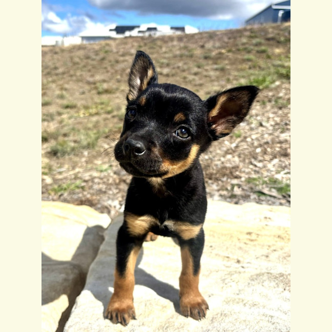 Photo of Sandal 