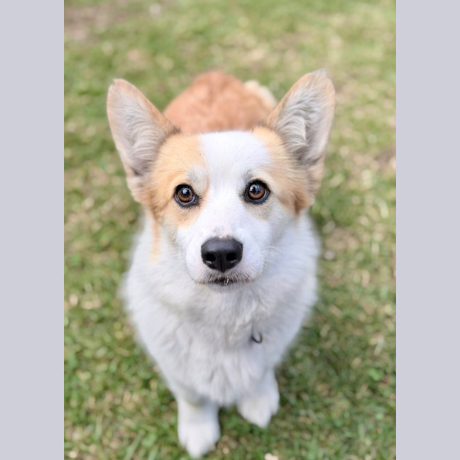 Photo of Lady 